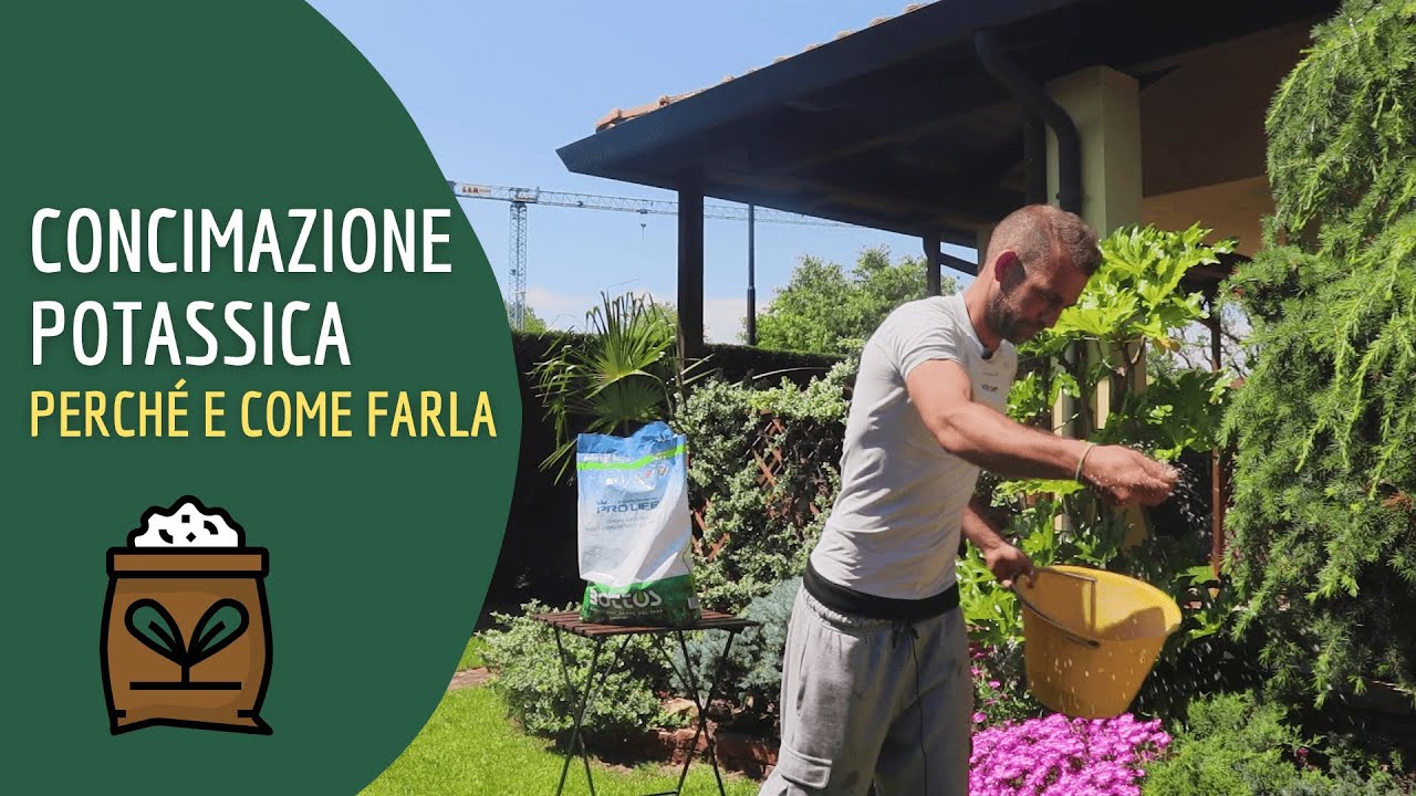 Concimazione potassica per proteggere il prato dallo stress del caldo