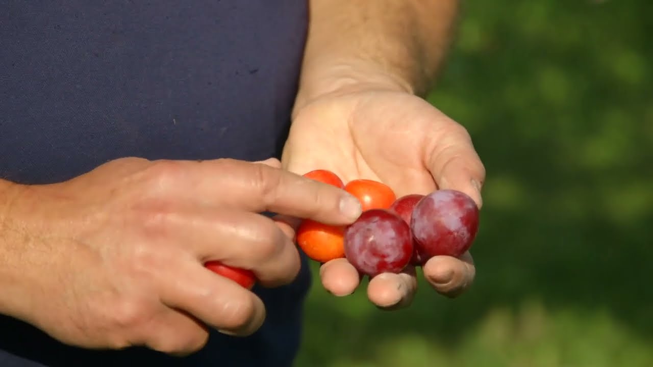 Gardening in the Heart:  Philip Ronald - Growing Fruit on the Prairies