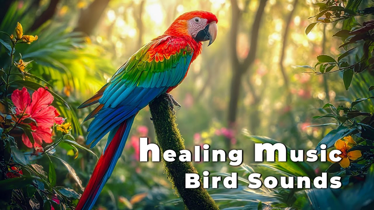 💫 Healing Piano and Bird Sounds - Enhance Mental Clarity and Quick Recovery ☘️