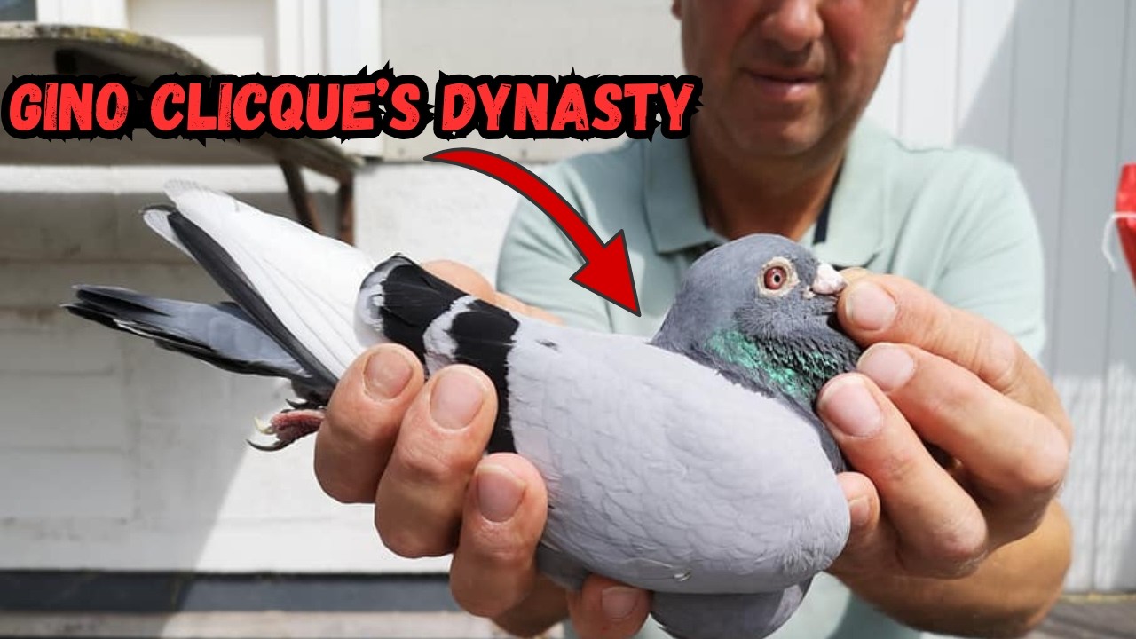 Gino Clicque 2025 – A Golden Year in Pigeon Racing History 🕊️🏆