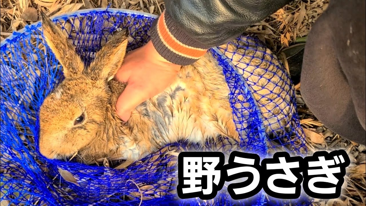 野生のウサギを拾ってしまった