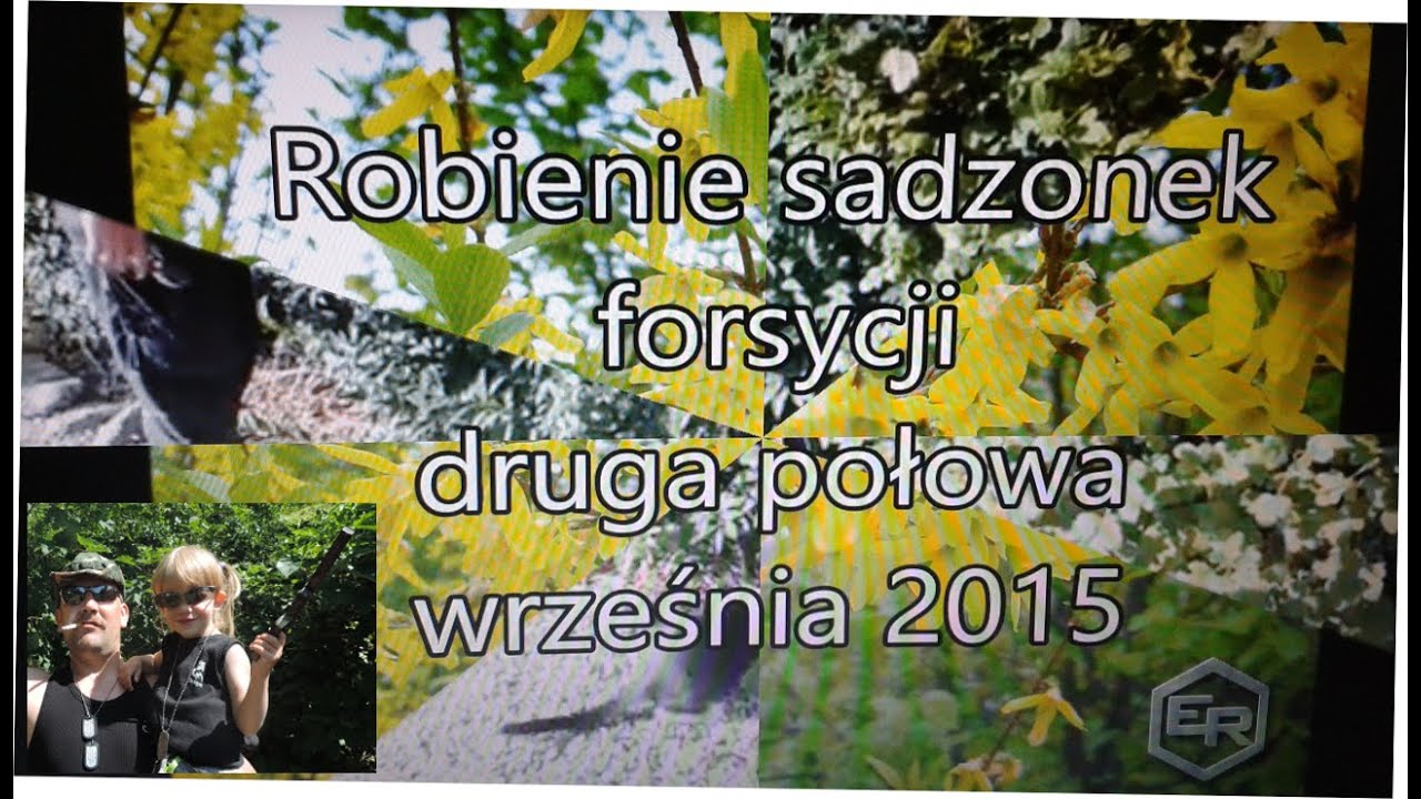 FORSYCJA - ROBIENIE SADZONEK (poradnik)