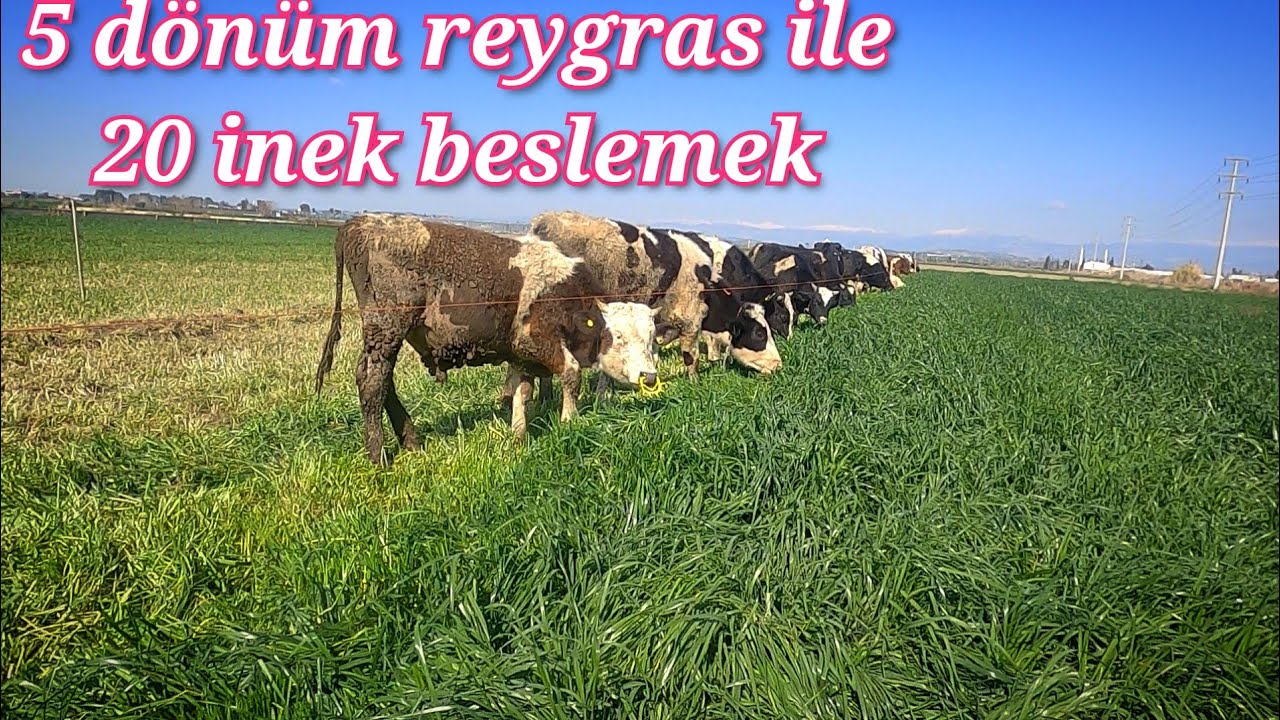5 dönüm reygras ile 20 ineği neredeyse bedava besliyor. süt ve besi hayvancılığının en ucuz yolu