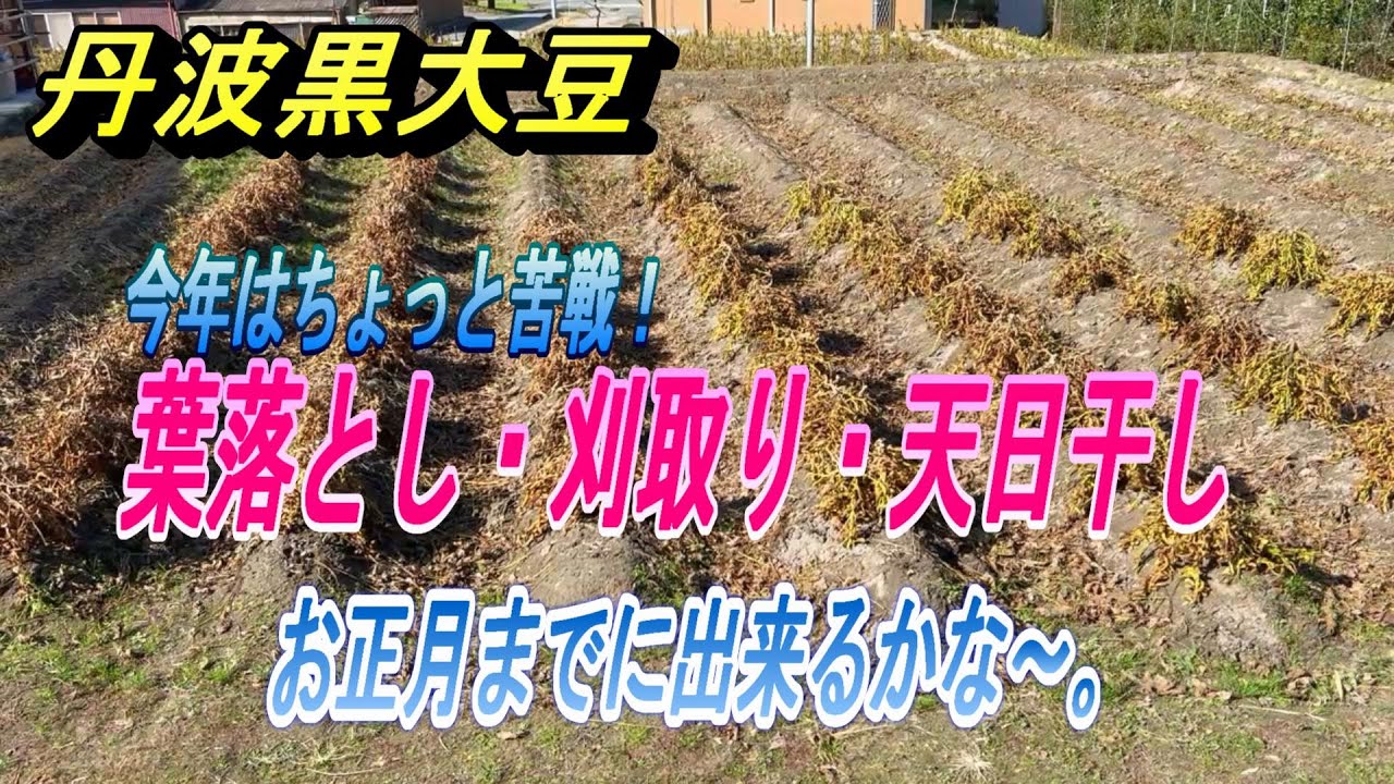 【丹波黒大豆】今年はちょっと苦戦！葉落とし・刈り取り・天日干し。