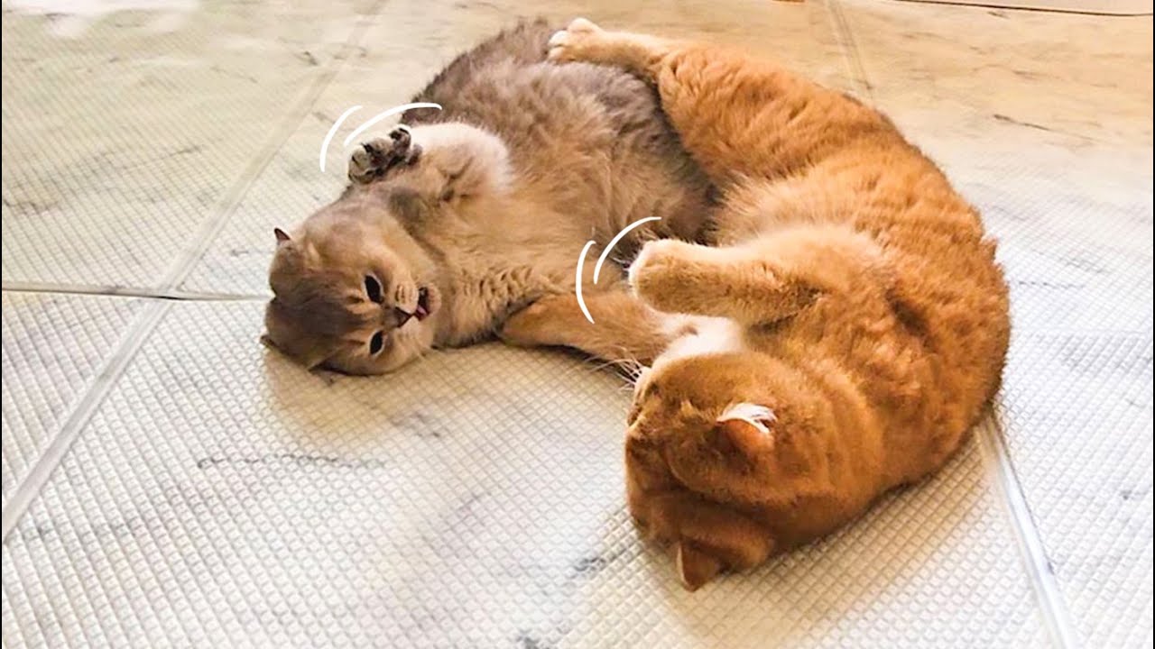 집고양이 남매의 충격적으로 귀여운 영역 다툼