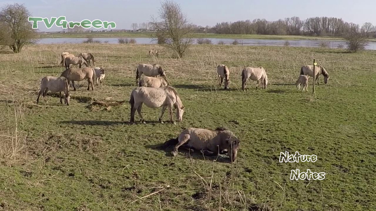 Biotope conservation with large herbivores: Konik herd with foals