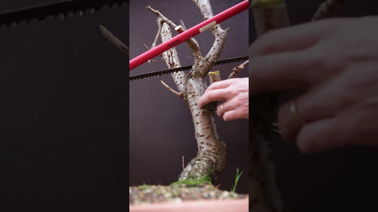 Starting a bonsai is Easy: Remove all that is not bonsai