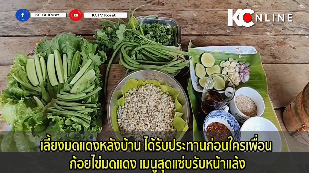 เลี้ยงมดแดงหลังบ้าน ได้รับประทานก่อนใครเพื่อน ก้อยไข่มดแดง เมนูสุดแซ่บรับหน้าแล้ง