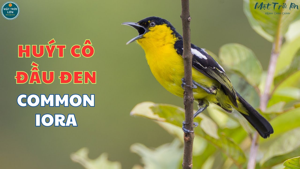 ✅Tiếng chim Huýt cô đầu đen hót kèm tiếng Mái ro siêu nhạy |Chim Vàng nghệ ✅Common Iora song #huytco