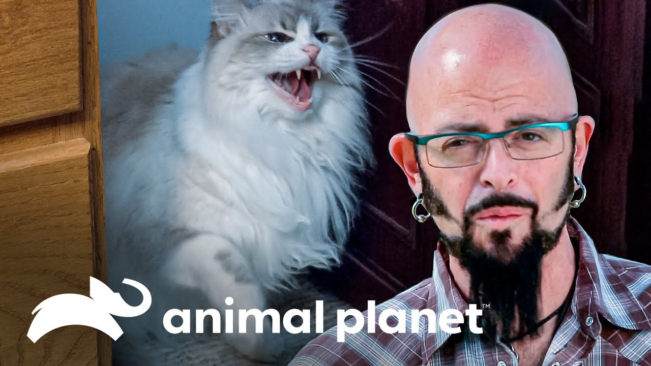 O gato que ataca quem está rindo ou chorando | Meu gato endiabrado | Animal Planet Brasil