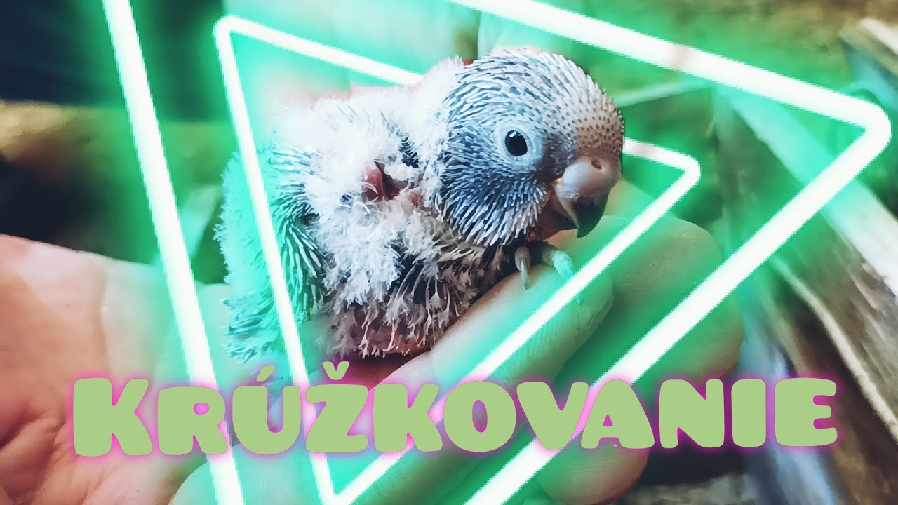 Kružkovanie Andulky- približne10 deň po vyliahnutí