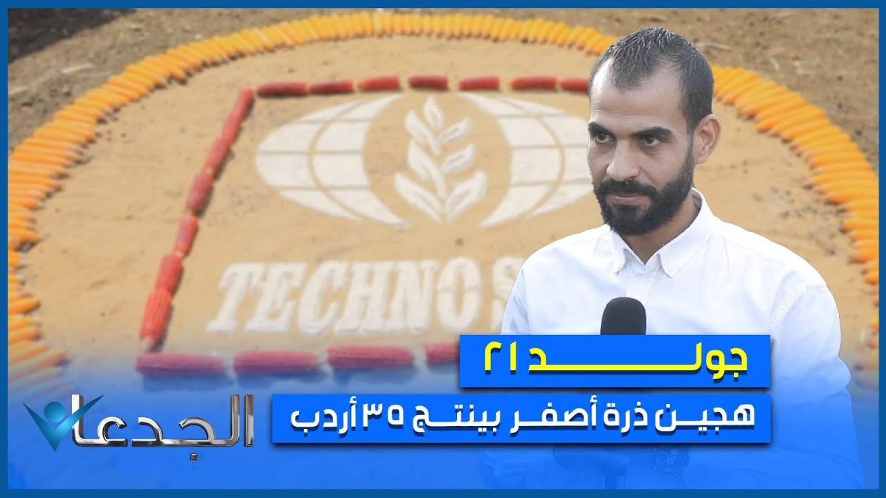 جولد 21.. هجين ذرة أصفر مصري .. بينتج ٣٥ أردب حبوب و ٣٠ طن سيلاج .. مميز جدا