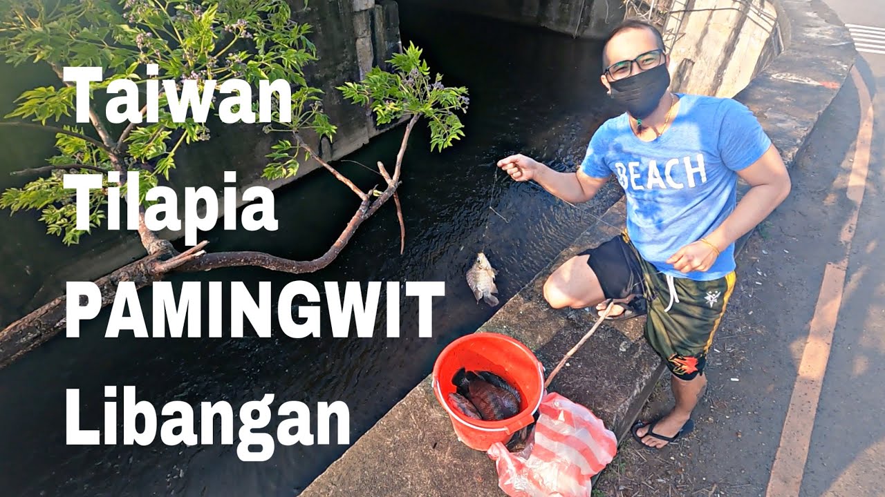 Taiwan kinabuhi PAMINGWIT TILAPIA