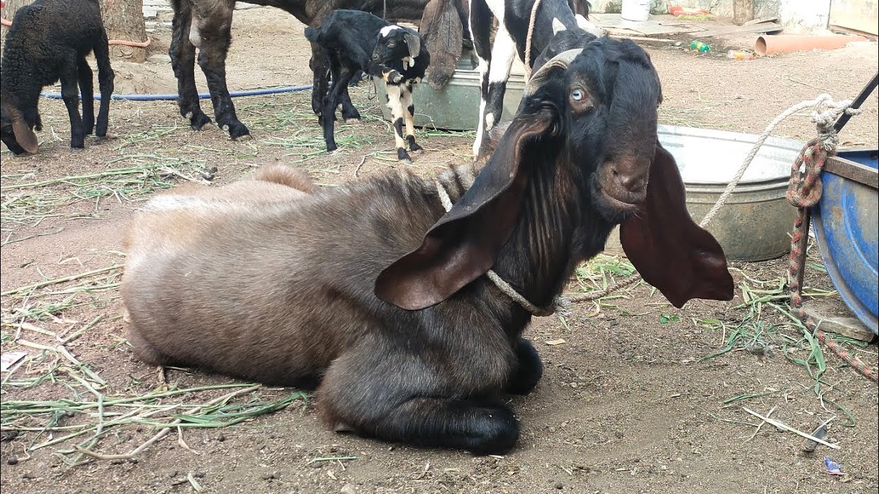 Sasta Hyderabadi ka collection Akbar goat farm per available hai 😍