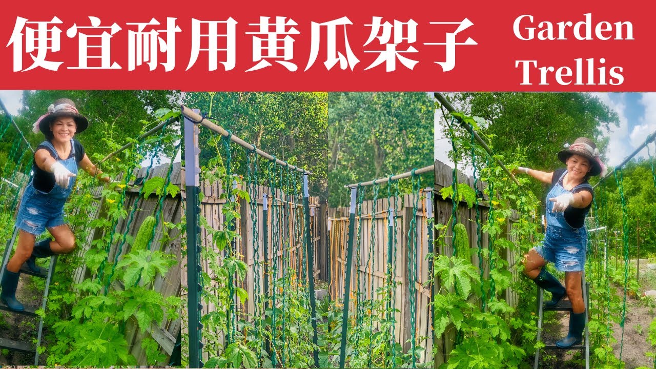 黄瓜苦瓜棚架|便宜稳固简单，可重复使用的黄瓜苦瓜架子|才花61美金可以用五年以上的菜园爬藤架子【How To Build The Sturdy Cheap Trellis For My Garden】