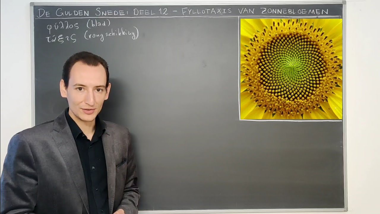 [De gulden snede] Deel 12 - Fyllotaxis van de zonnebloem