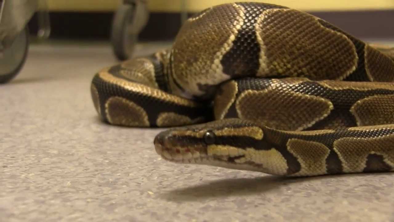 Exotic Pet Vet Smart Fact Series - Ball Pythons