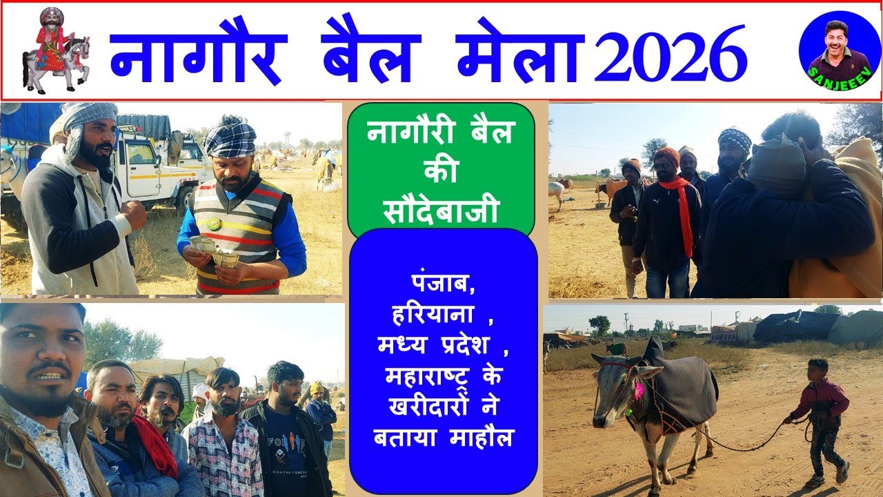 घोड़े की रफ़्तार, बैल की ताक़त 👑🔥 | नागौरी बैल इसलिए महँगा है  Nagaur Pashu Mela Market 2026