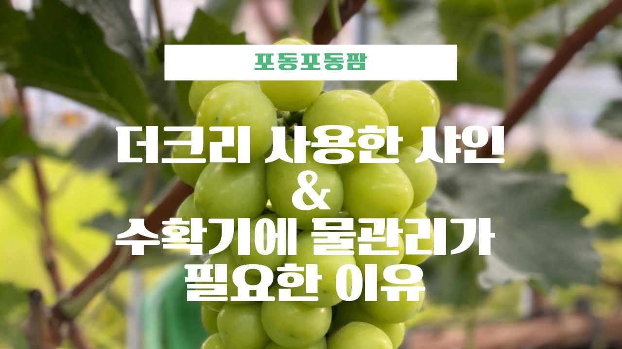 더크리와 풀메트?! 그리고 수확기에 물관리를 해야하는 이유!!