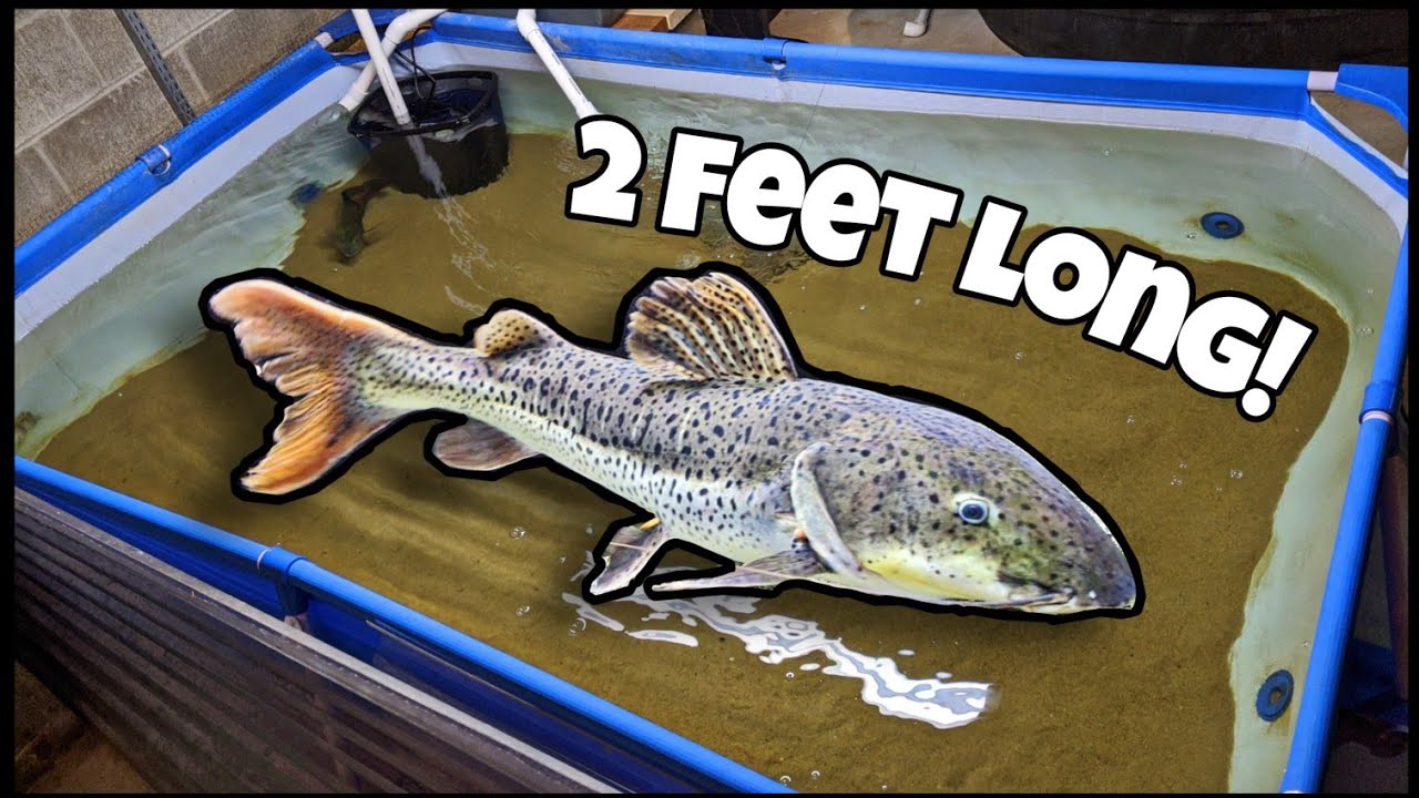 GIANT Catfish Pool Pond Gets BIG New Fish!