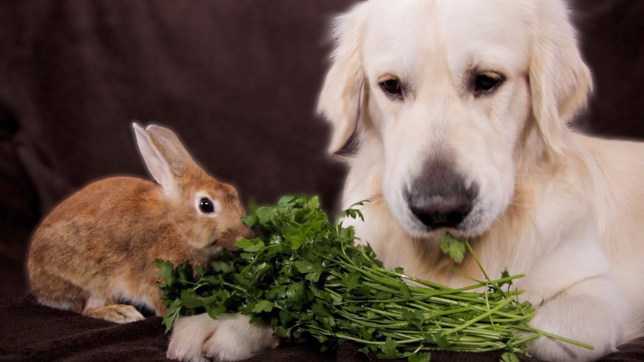 Dog and Rabbit are the Cutest Friends Eating Greens Together