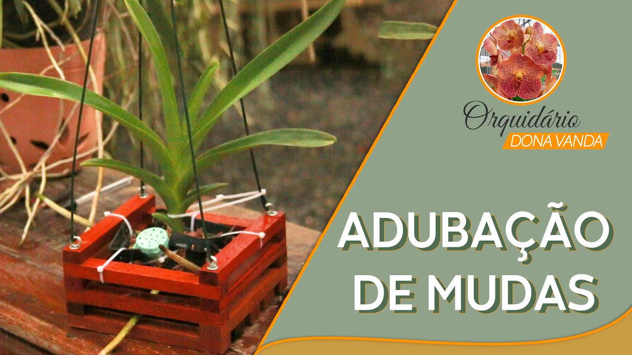 Adubação de Mudas de Vandas | Orquidário Dona Vanda