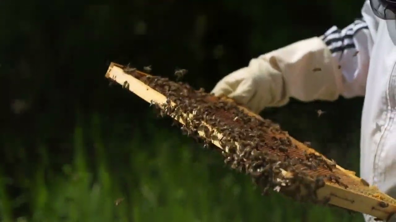 Healing bee Frequency