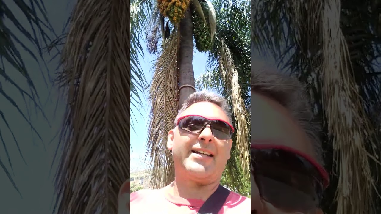 lo que quizá no sabías de la palmera pindo. es increíble!