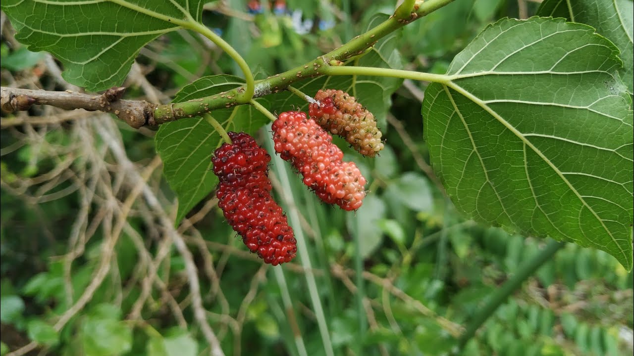 White Mulberry in Malaysia (Morus alba)