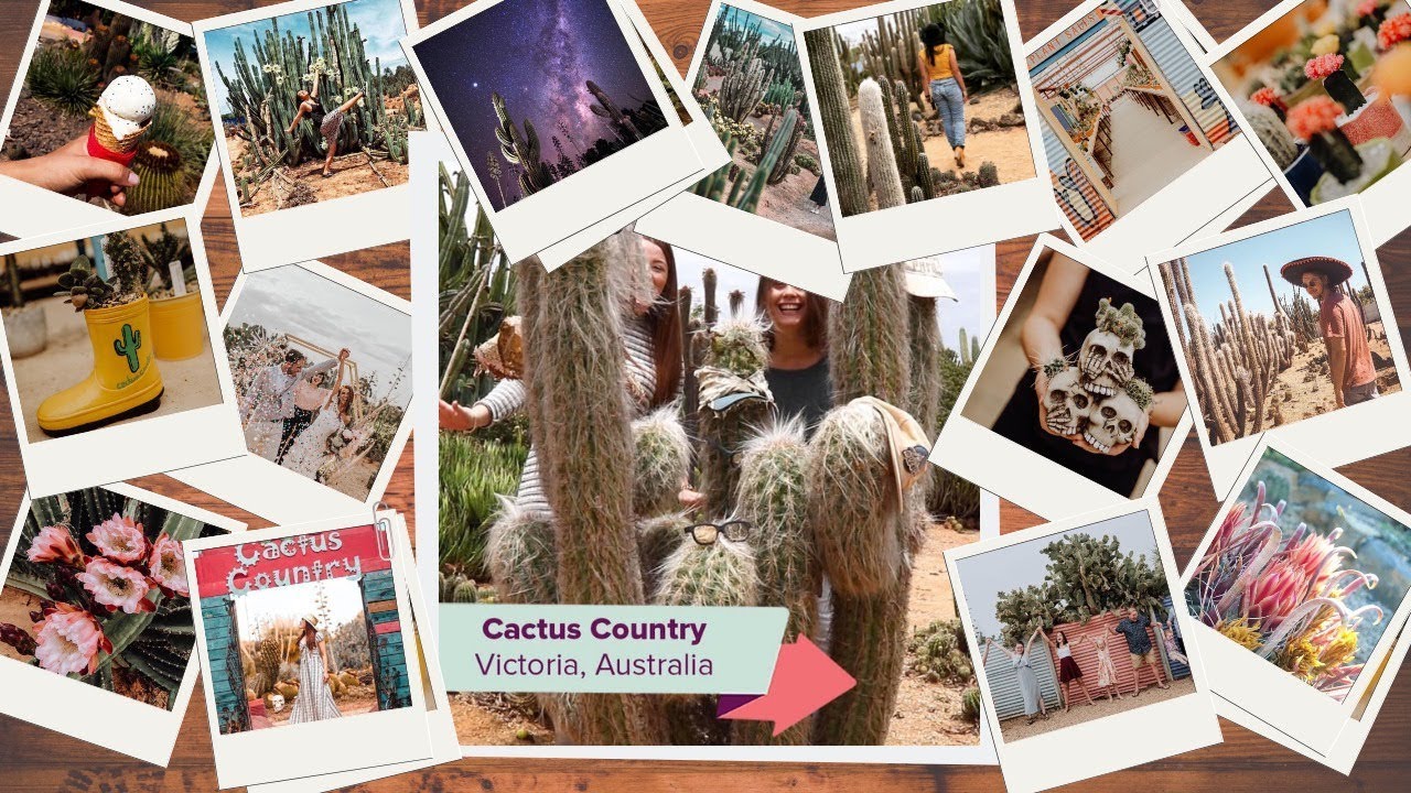 Yaam Cactus Ice Cream - Road Trip to Cactus Country