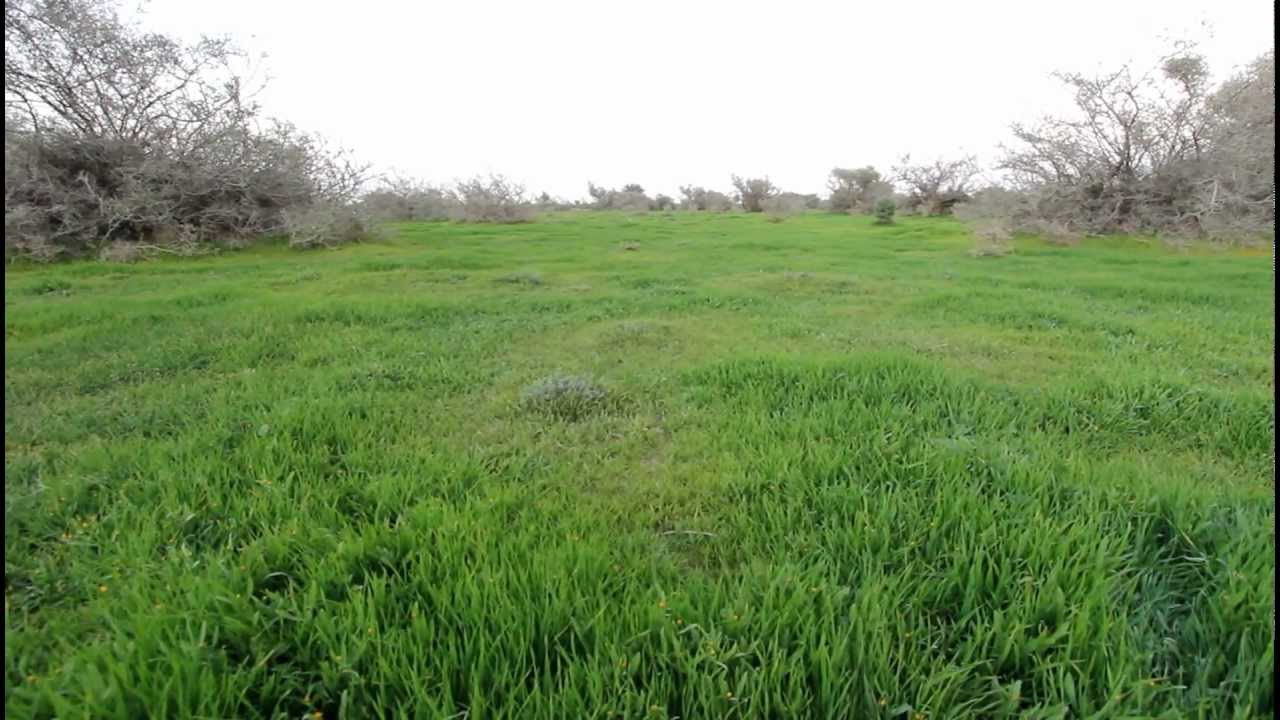 بوادر الربيع في روضة التنهات، الجمعة 29-2-1434هـ