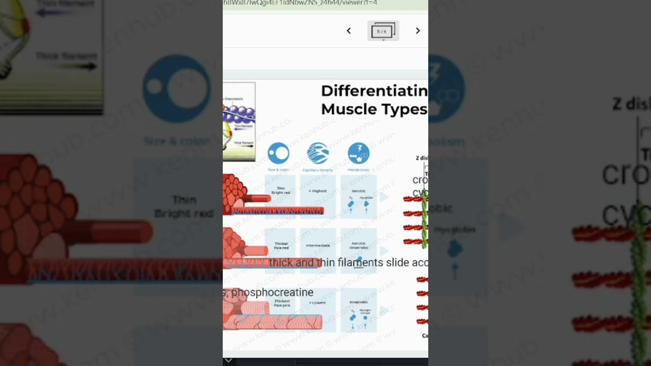 Muscle Fibers to Myofibrils to Sarcomeres #amp #muscle