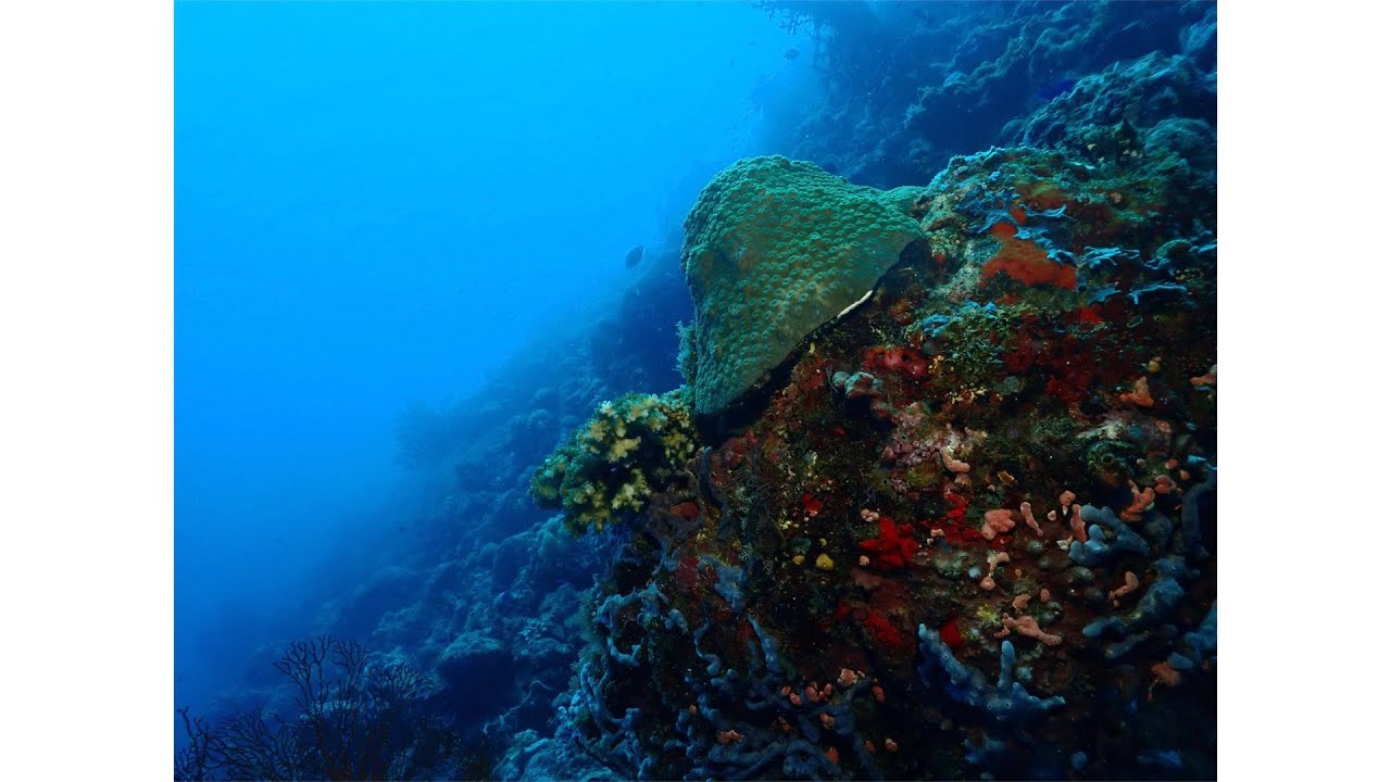 Solomon Islands Diving, Gizo - Joes Wall, F6F-3 Hellcat, Secret Spot