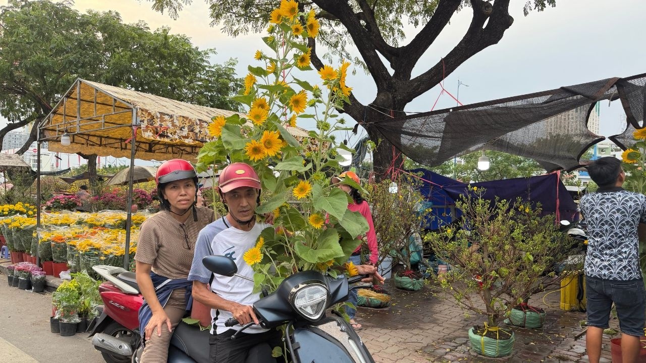 Lô hướng dương bán chạy, mai chậu nhỏ siêu nụ siêu bông xả hàng 90k Bến Bình Đông rợp người
