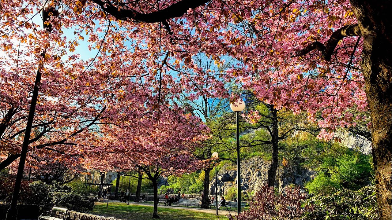 Stockholm Walks:  Stigbergsgatan, Stigbergsparken, Åsöberget 
