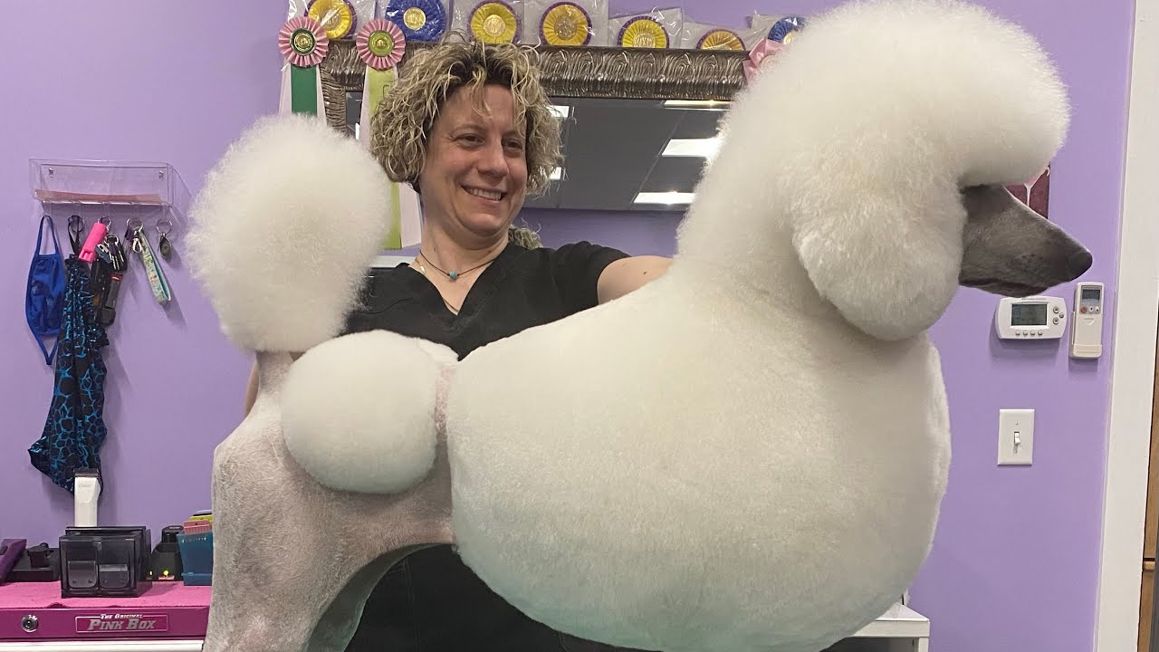The Poodle Modified Continental Clip