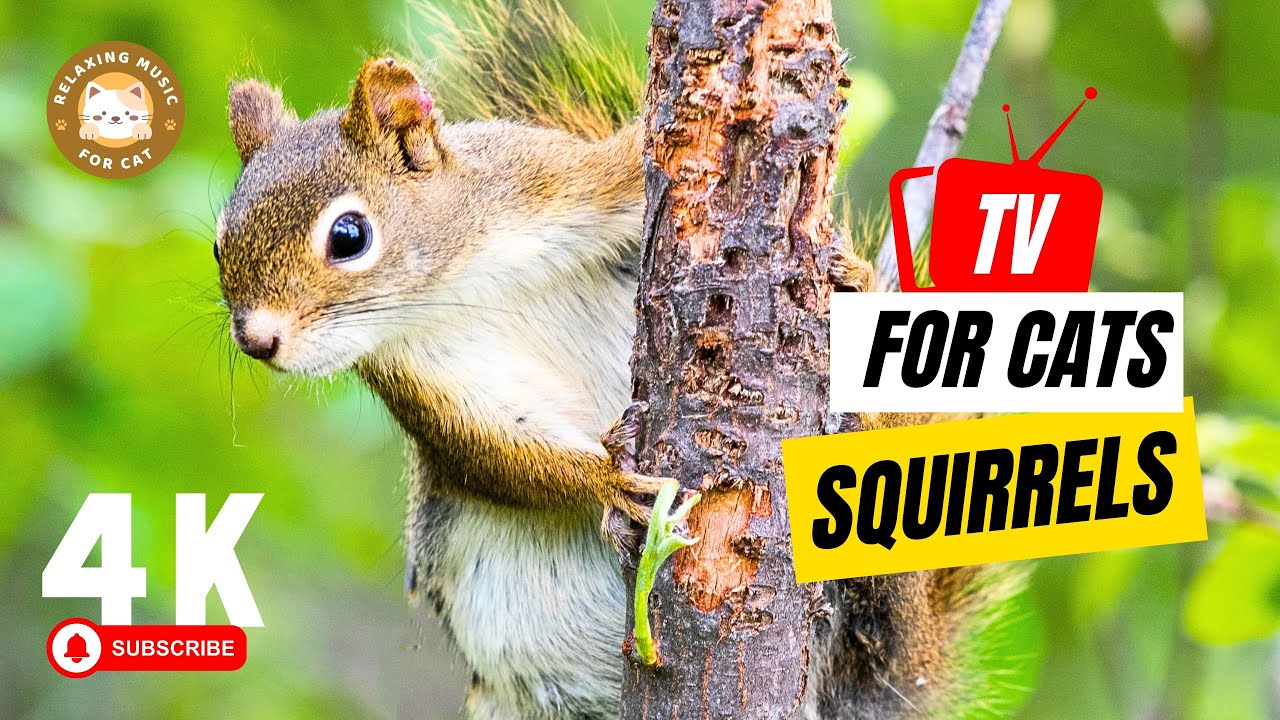 TV for Cats: Squirrel Videos to Keep Your Kitty Entertained 🐱 Relaxing Music for Cat