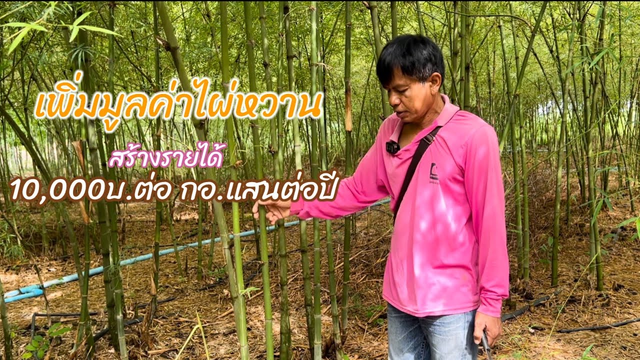 จบครูเป็นช่างวิศวะกรรมก่อสร้างแต่เลือกมาปลูกไผ่บงหวานขยายพันธ์ต่อยอดสร้างมูลค่าประสบความสำเร็จ