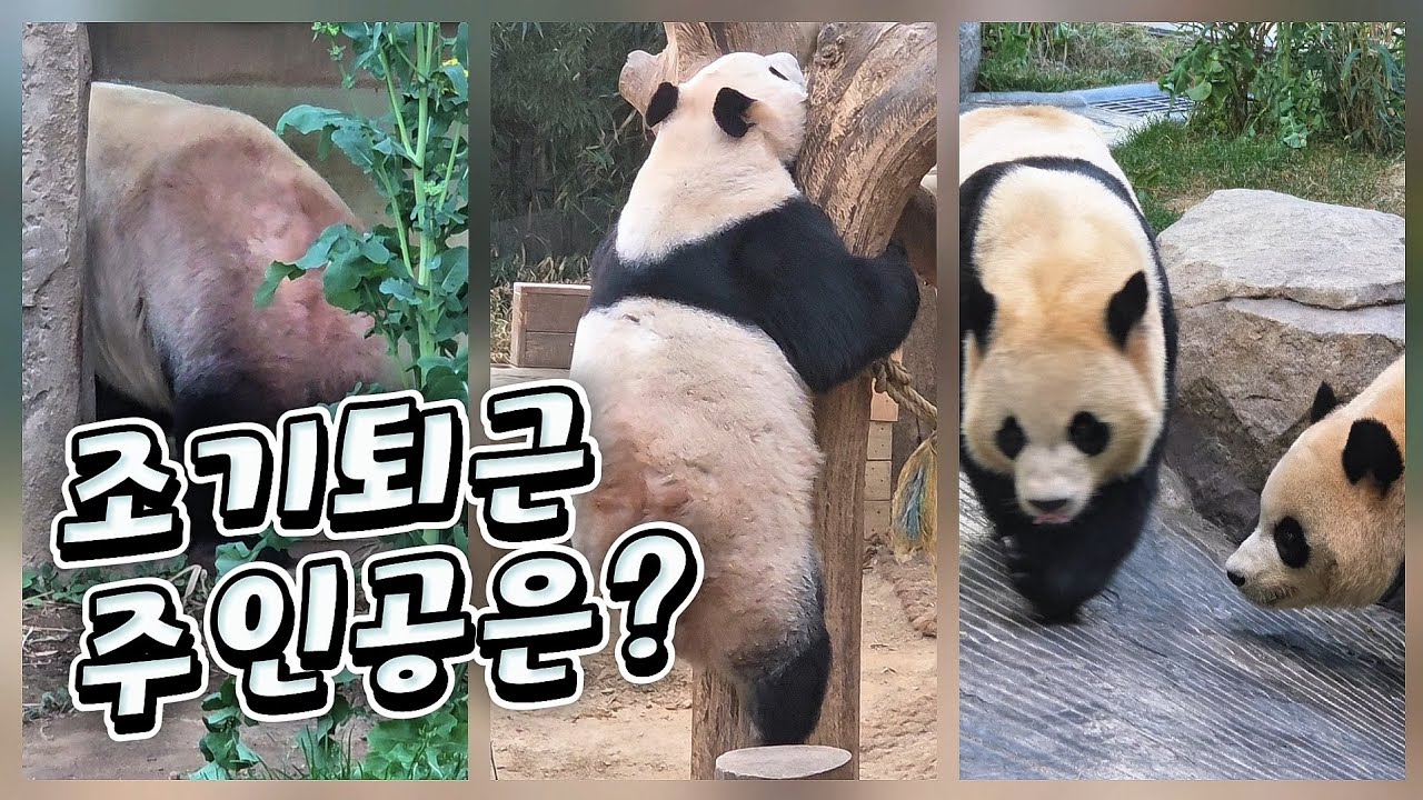 🗓20260313 바오패밀리 🎦조기 퇴근 주인공은? | 퇴근 시간 잠시 흥분한 바오는?🎦 💕🐼러바오🐼아이바오🐼루이바오🐼후이바오💕