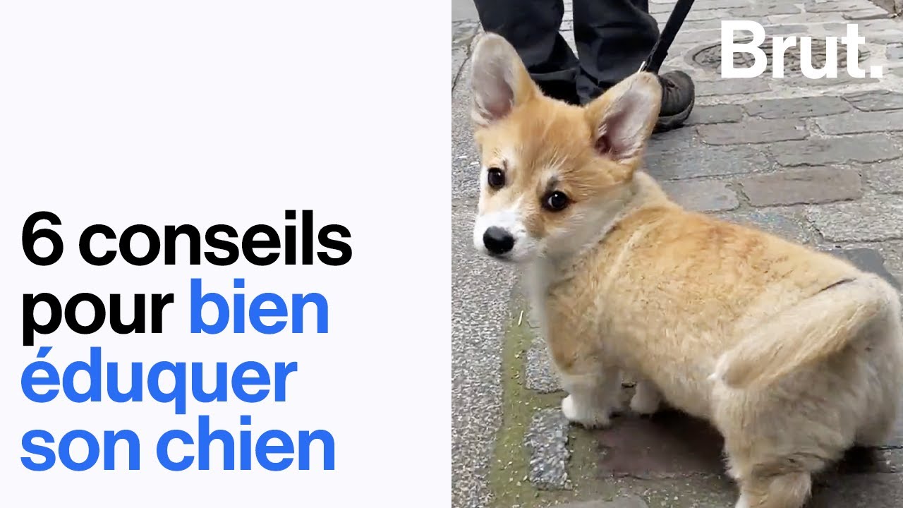 6 conseils pour bien éduquer son chien