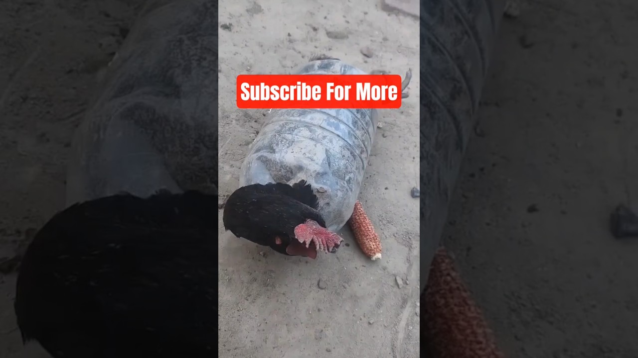 Durable Chicken Trap &ndash; Easy Poultry Catching Tool for Farm & Kitchen Prep #ChickenTrap #shorts