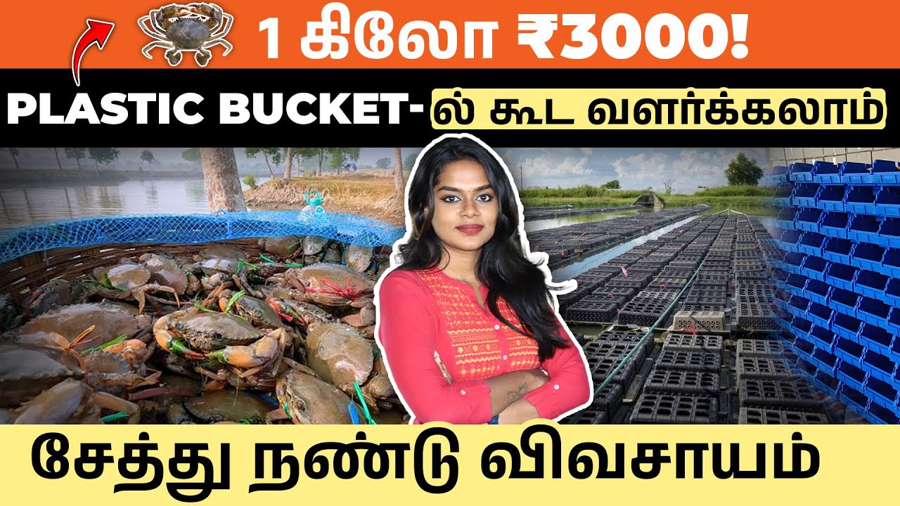 குறைந்த முதலீட்டில் நண்டு வளர்ப்பு செய்வது எப்படி? | Crab Farming with Low Investment in Tamil