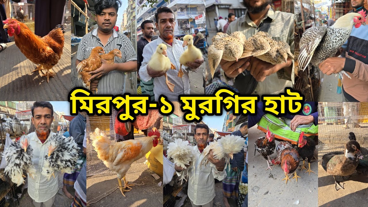 Mirpur -1 chicken hat | বাচ্চা সহ দেশি মুরগি | দেশি মুরগিতে ভরপুর | ফেন্সি মুরগি | ফেন্সি মুরগির দাম