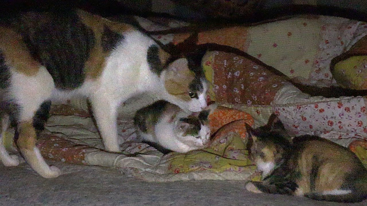 Mother Cat Brings Her Kitten And Bothers The Sleeping