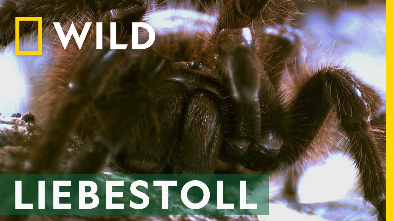 Das riskante Liebesspiel der Goliath-Vogelspinne | Freaky Juni