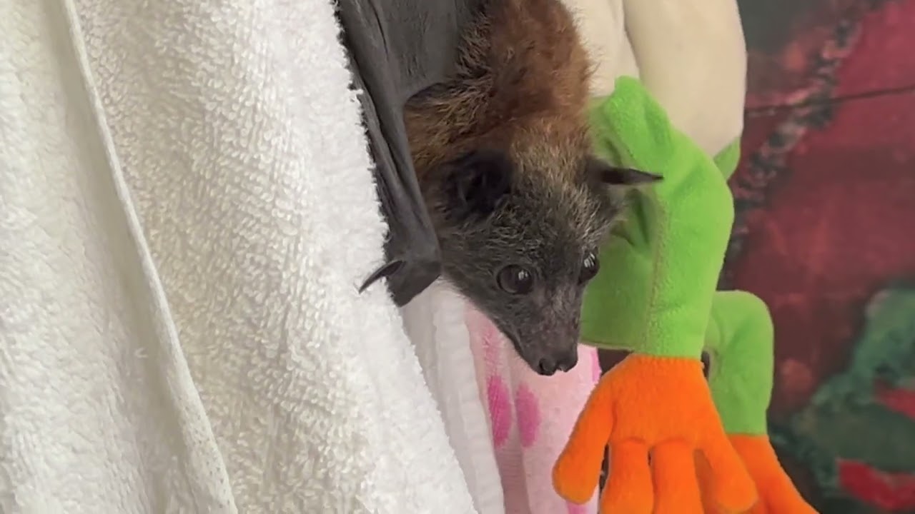 Daily life with baby batties:  the escapees