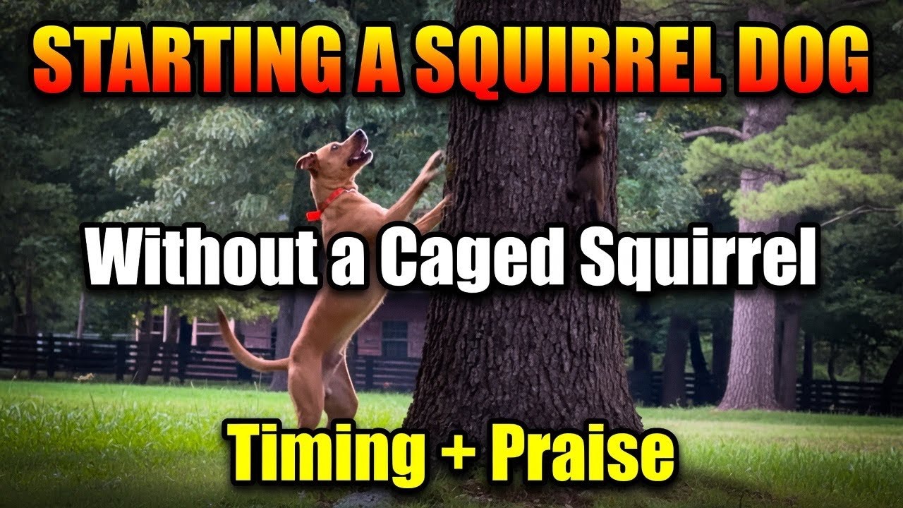 Starting A Squirrel Dog Without a Cage Trapped Squirrel: Timing and Praise