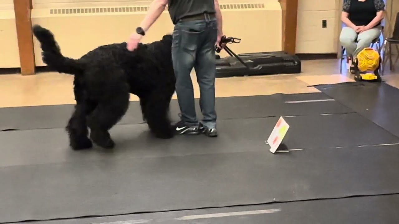 Rally obedience training Black Russian Terrier Alaskan Diamond