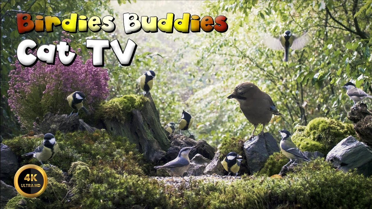 Cat TV for cats to watch |NO ADS| 🐈 -  BIRD FOREST 🦜🌿 (4K)