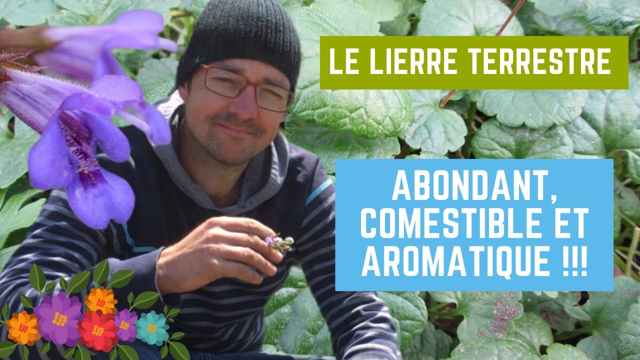 Découvrez le lierre terrestre en jardin-forêt.